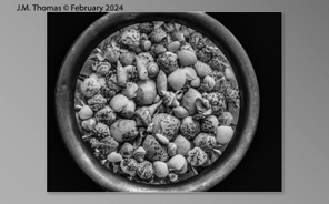 Macro Shells Feb 2024-02.jpg